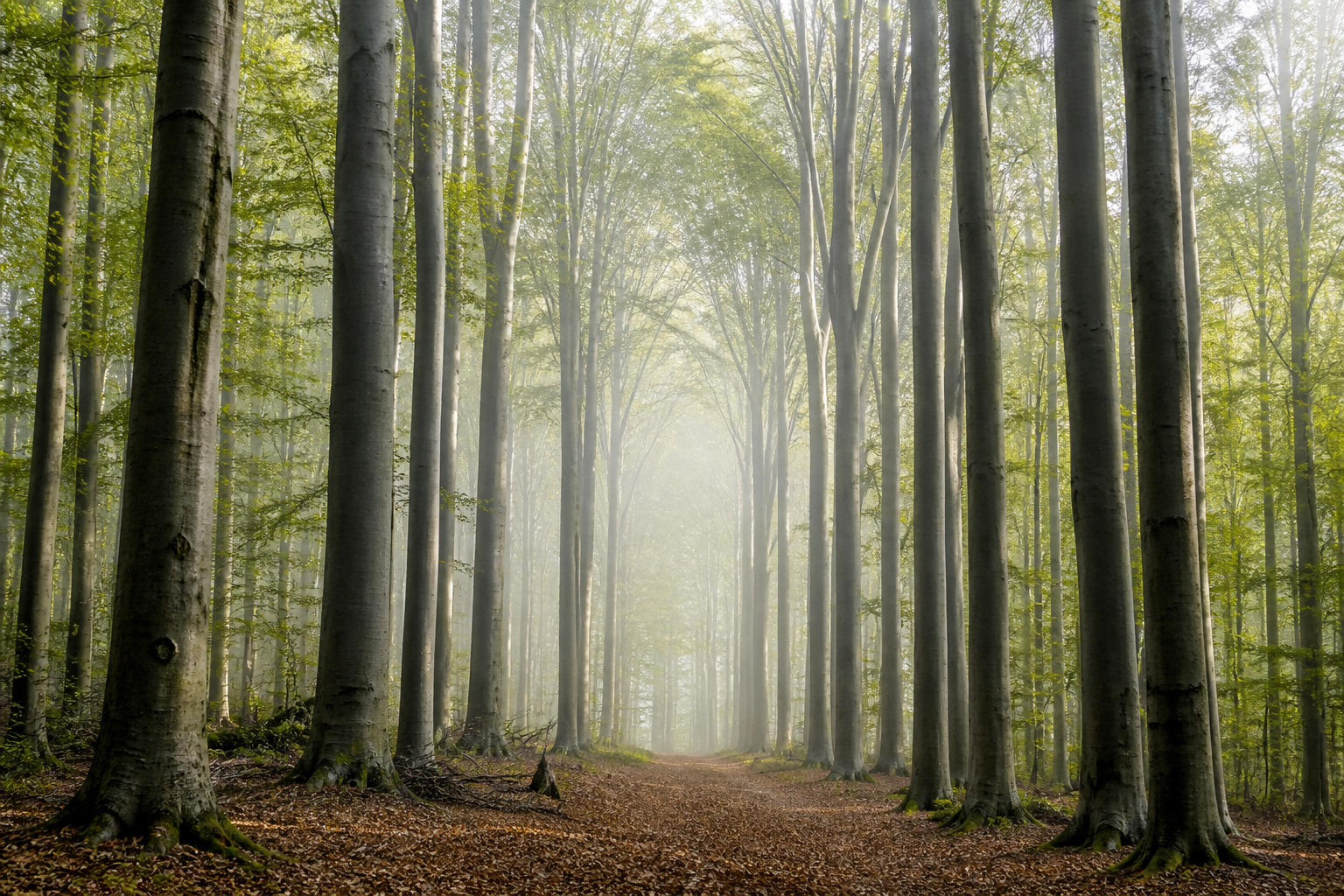 Beech cathedral of the Sonian Forest.